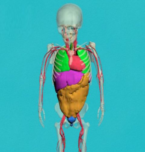 corpo umano intero