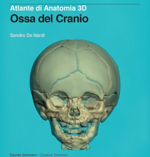Anatomia 3D delle Ossa del Cranio